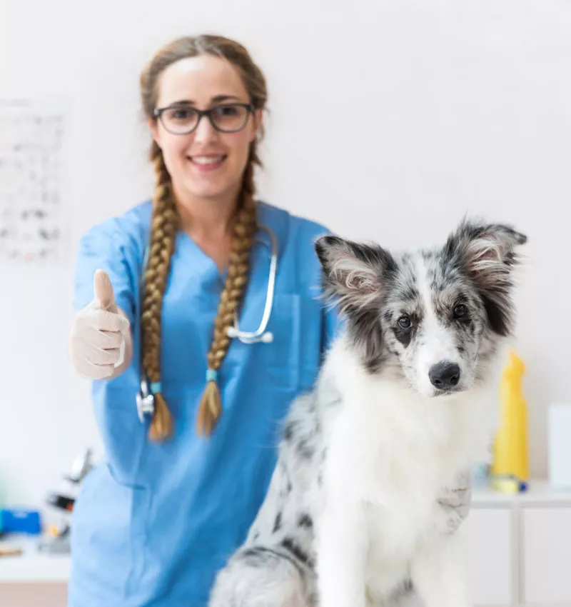 vet